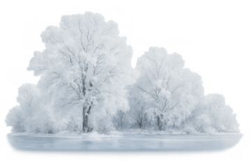 Winter wonderland: frozen trees reflecting on a transparent background