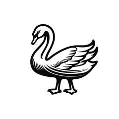 Obraz premium Swan vector. Isolated bird on white background. Cute bird 