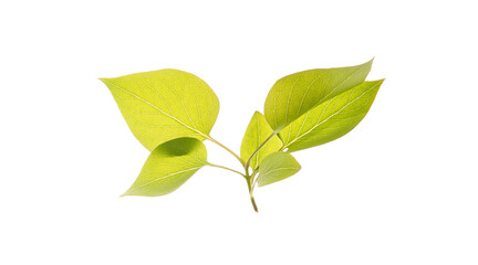 Vibrant green leaves on white background displaying nature's simple beauty and freshness.