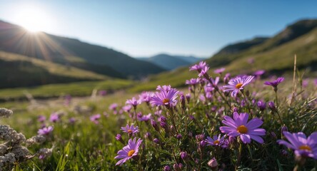 Fototapeta premium Mountain Meadow Daisies at Sunrise, a Serene Landscape of Purple Blooms.