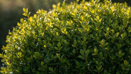 Round Boxwood Shrub with Green Leaves Catching Sunlight, Lush Greenery Background.