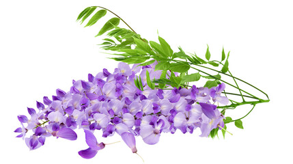 wisteria cascades with lavender purple flowers and green leaves