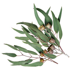 eucalyptus leaves and gumnuts, a fresh australian foliage © Sue