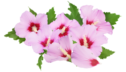 pink rose of sharon blossoms, summer flowering hibiscus