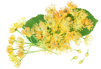 lime tree blossoms, bunch of flowers with green leaf