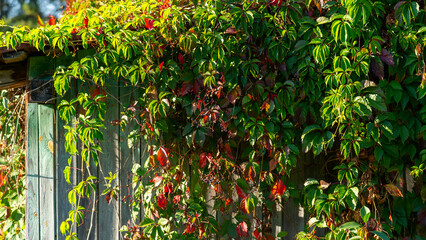 A wooden fence with green vines growing on it. The vines are a mix of green and red, creating a...