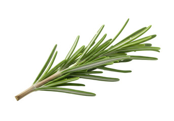 Fototapeta premium Fresh Rosemary Sprig with Water Droplets – Culinary Herb, Mediterranean Ingredient, High-Resolution Food Photography, Transparent PNG Overlay