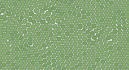 Illustration of a green cellular structure with white outlines.