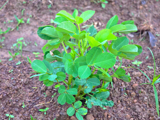 Green peanut plant growing soil