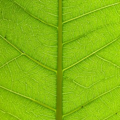 Close-up leaf veins (5)