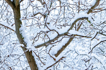 snowy branches winter tree close up frost cold seasonal time