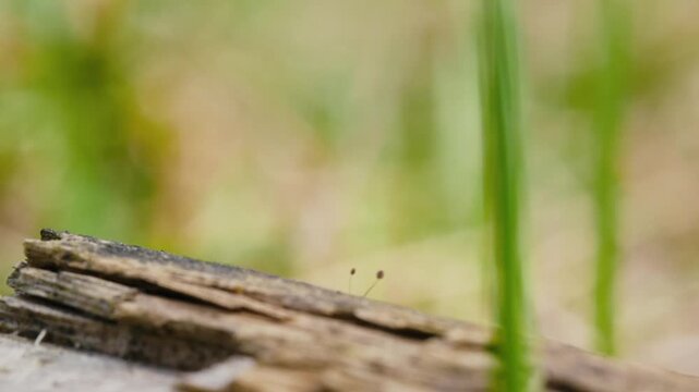 Jumping Spider Hopping on Branches and Grass in Slow Motion Macro Shot