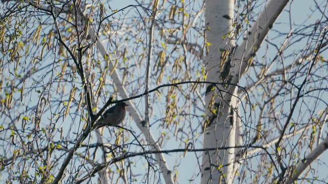 Eurasian Chaffinch Singing on Birch Tree in Forest on a Sunny Spring Day