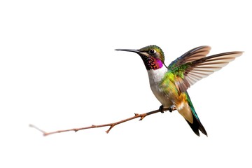 Fototapeta premium Hummingbird isolated over white background with path