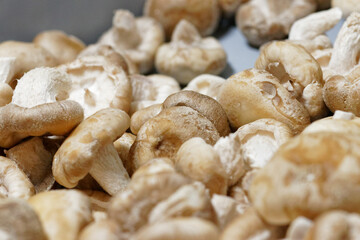 champignons