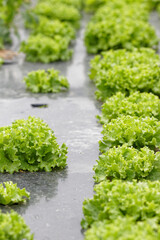 salade