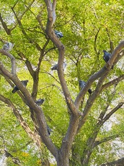 Dove.