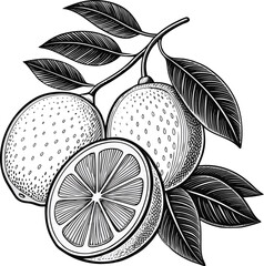 lemon fruits line art black design