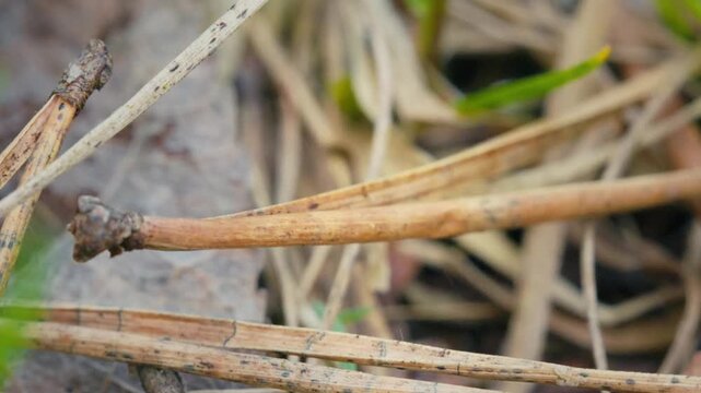 Spider with Large Eyes Hopping on Branches in Macro Slow Motion