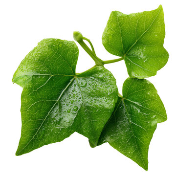 ivy gourd coccinia leaves on transparent png background