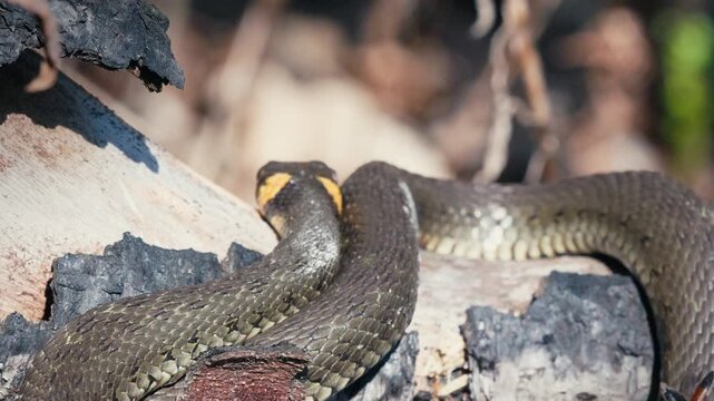 Common Grass Snakes, Natrix natrix, Basking on a Spring Day