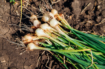 Freshly picked onions with green leaves and a small onion in the garden. Harvesting.
