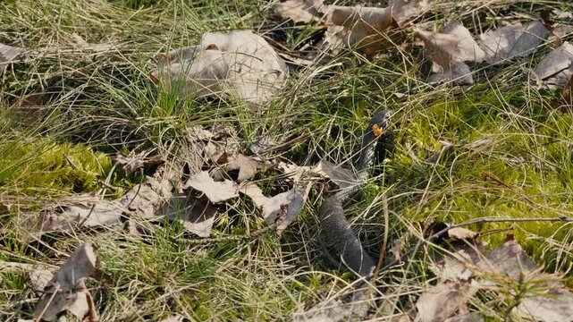 Snake Moving Slowly on Forest Floor Among Leaves and Moss