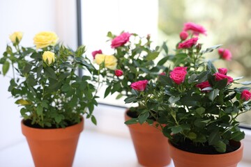 Beautiful potted rose flowers on window sill, closeup