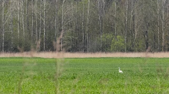 Great White Heron Taking Off from Green Field on Sunny Spring Day - Ardea alba