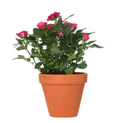 Beautiful potted rose flowers isolated on white