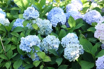 Beautiful hortensia flowers and green leaves growing in garden