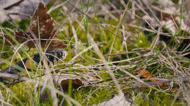 Viper Slithering Over Grass and Leaves in a Sunlit Forest