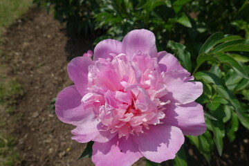 Lush pink flower of common peony in June