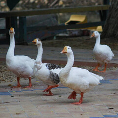 The March of White Geese