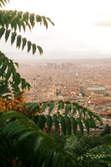 palm trees in the morning