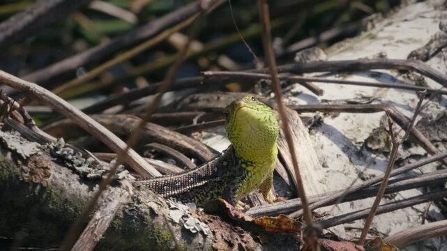 Sand Lizard Lacerta Agilis Basking in Spring Sunlight