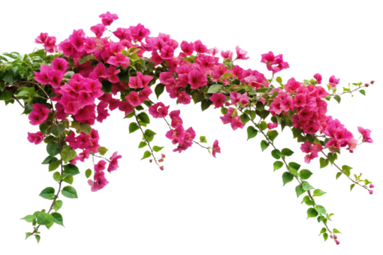 Vibrant pink bougainvillea flower vine isolated for stunning floral designs transparent background