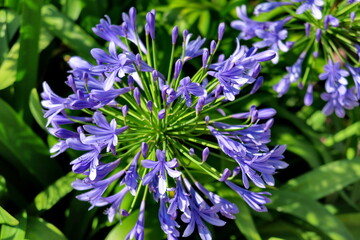 Fleur d'Agapanthe ou Lila africaine (Agapanthus praecox ou Agapanthus africanus). Fleurs bleues sur fond vert.
