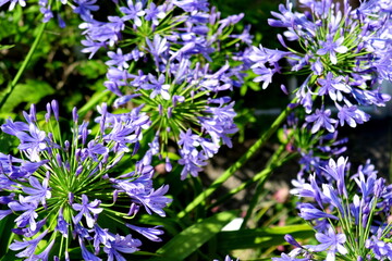 Fleur d'Agapanthe ou Lila africaine (Agapanthus praecox ou Agapanthus africanus). Fleurs bleues sur fond vert.
