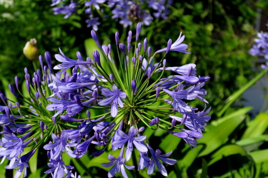 Fleur d'Agapanthe ou Lila africaine (Agapanthus praecox ou Agapanthus africanus). Fleurs bleues sur fond vert.