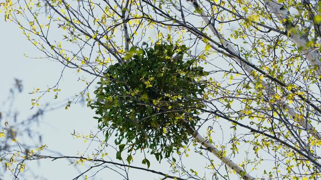 Mistletoe Growing on Tree in Forest on a Sunny Spring Day
