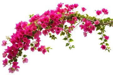 Vibrant pink bougainvillea vine isolated against a stark black backdrop for artistic composition transparent background