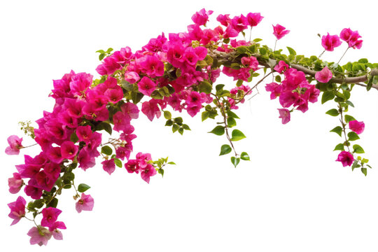 Vibrant pink bougainvillea vine isolated against a stark black backdrop for artistic composition transparent background