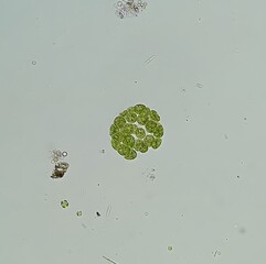 Brightfield micrograph of Eudorina elegans colonial green algae at 200x magnification, NA 0.50
