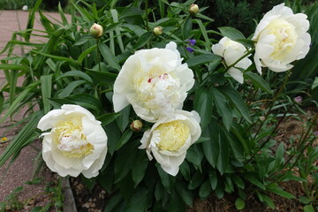 Five white flowers of common peonies in June
