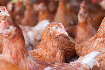 Close up of brown chicken in chicken farm