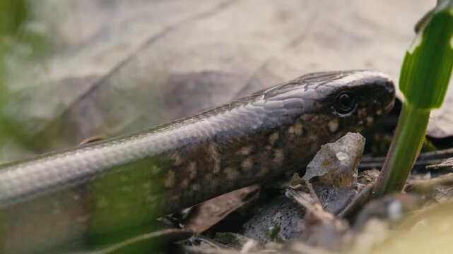 Slow Motion of a Legless Lizard Crawling and Flicking Tongue in Forest