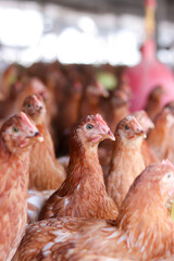 Close up of brown chicken in chicken farm