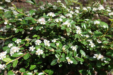 Simple white flowers of rockspray cotoneaster in May
