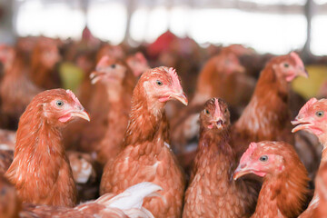 A lot of brown chicken in chicken farm